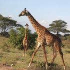 Tarangire NP