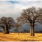 Tarangire NP - Baobab Bäume