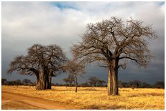 Tarangire NP - Baobab Bäume