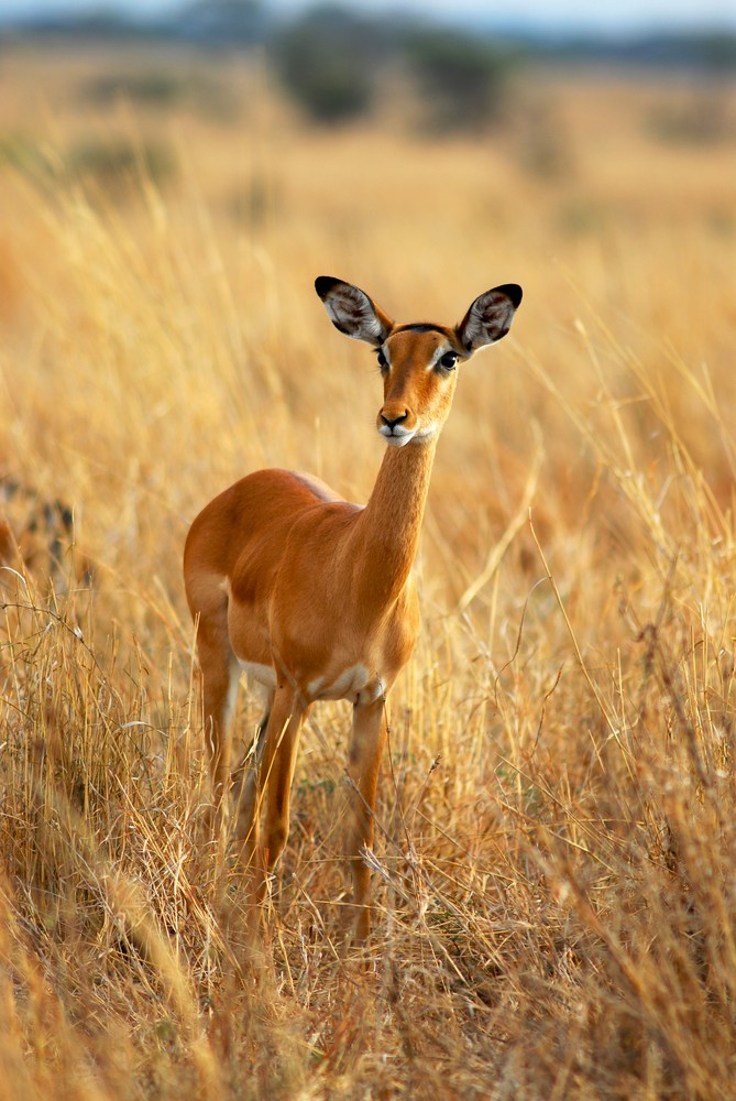 Tarangire NP Tanzania