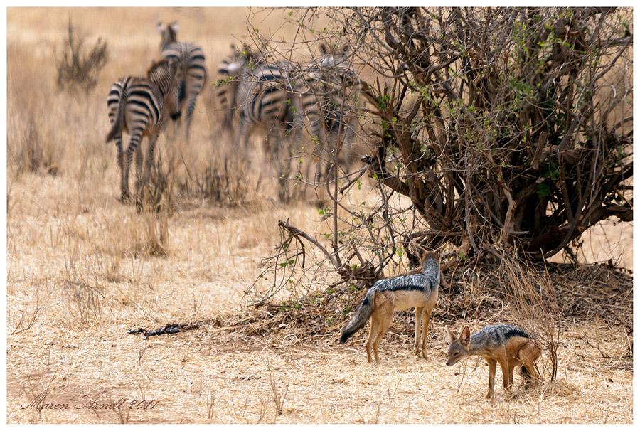 Tarangire NP - Tanzania