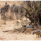 Tarangire NP - Tanzania