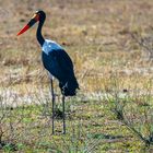 Tarangire Storch