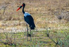 Tarangire Storch