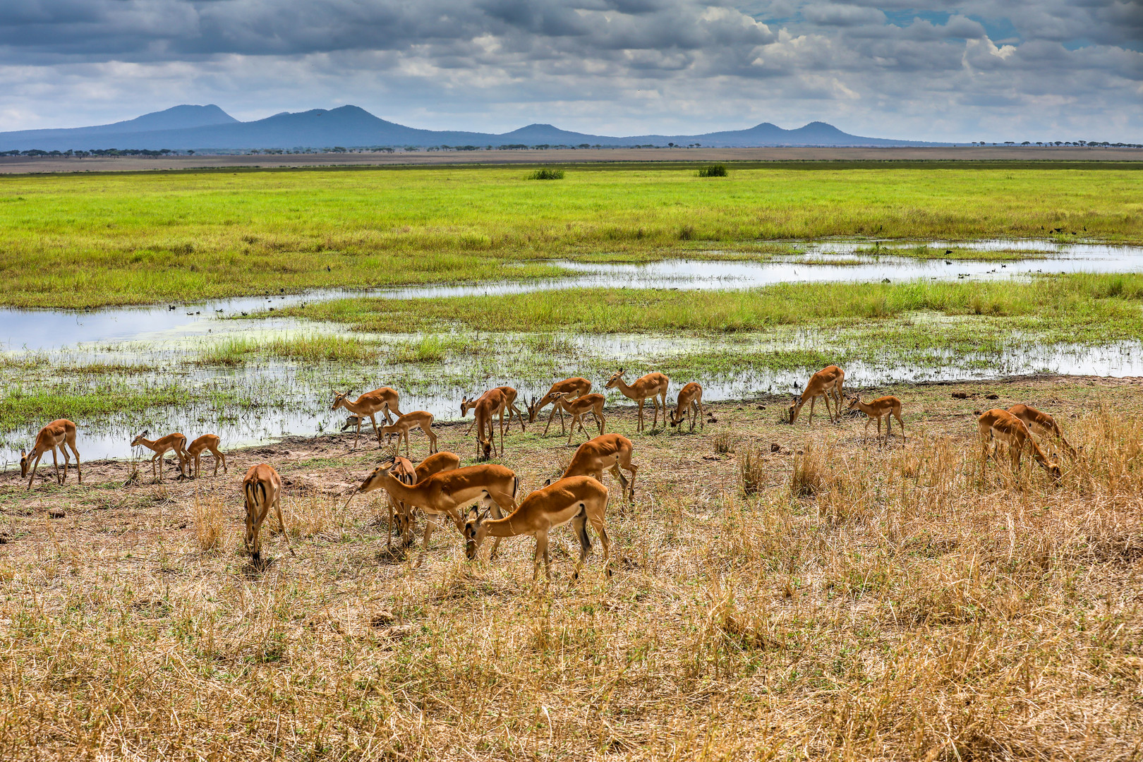 Tarangire Sumpf 