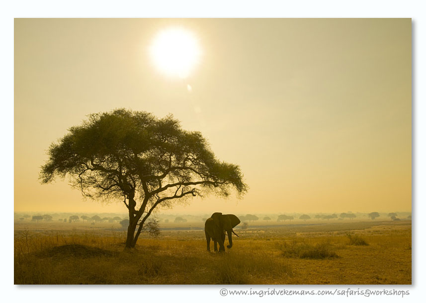 Tarangire Sunrise