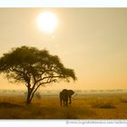 Tarangire Sunrise