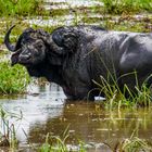 Tarangire Wasserbüffel 