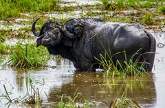 Tarangire Wasserbüffel 