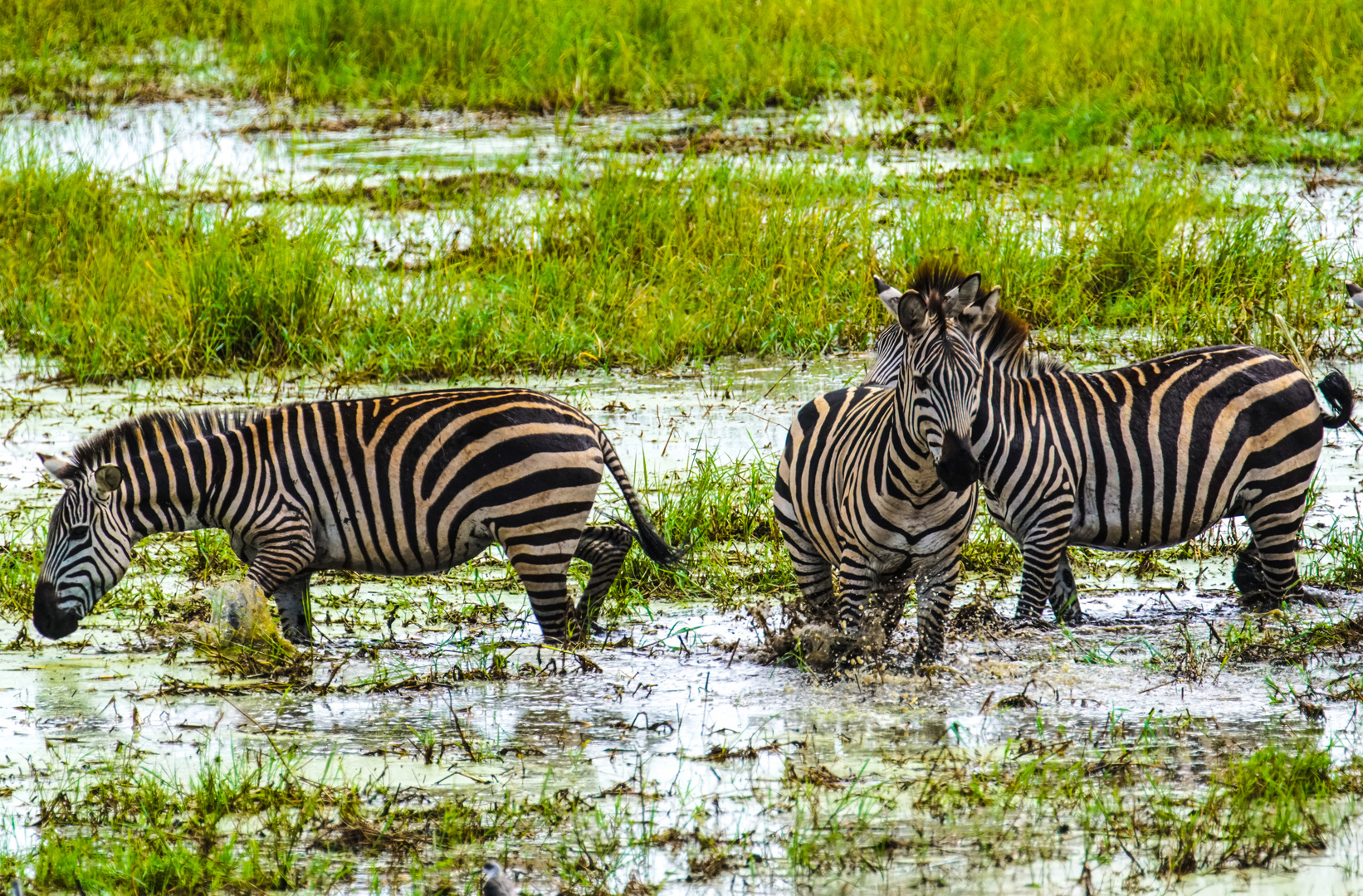 Tarangire Zebras im Sumpf