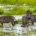 Tarangire Zebras im Sumpf