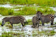 Tarangire Zebras im Sumpf