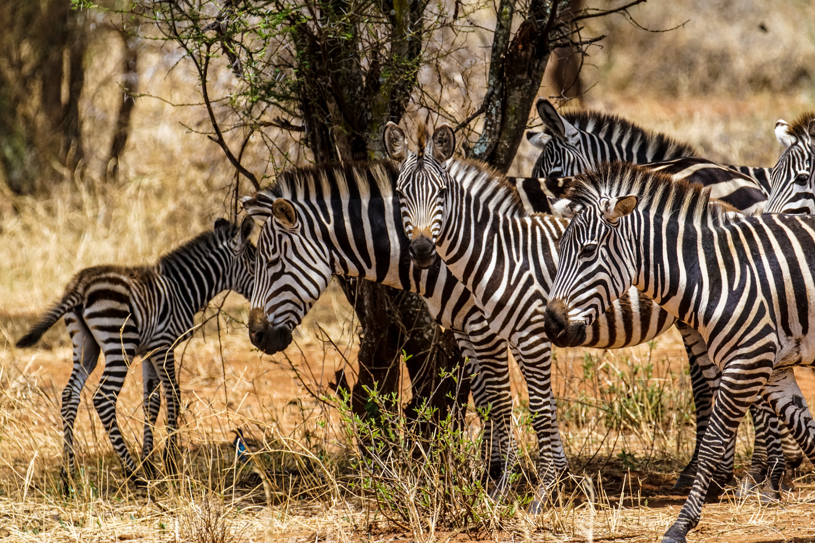 Tarangire Zebras mit Jungem