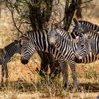 Tarangire Zebras mit Jungem