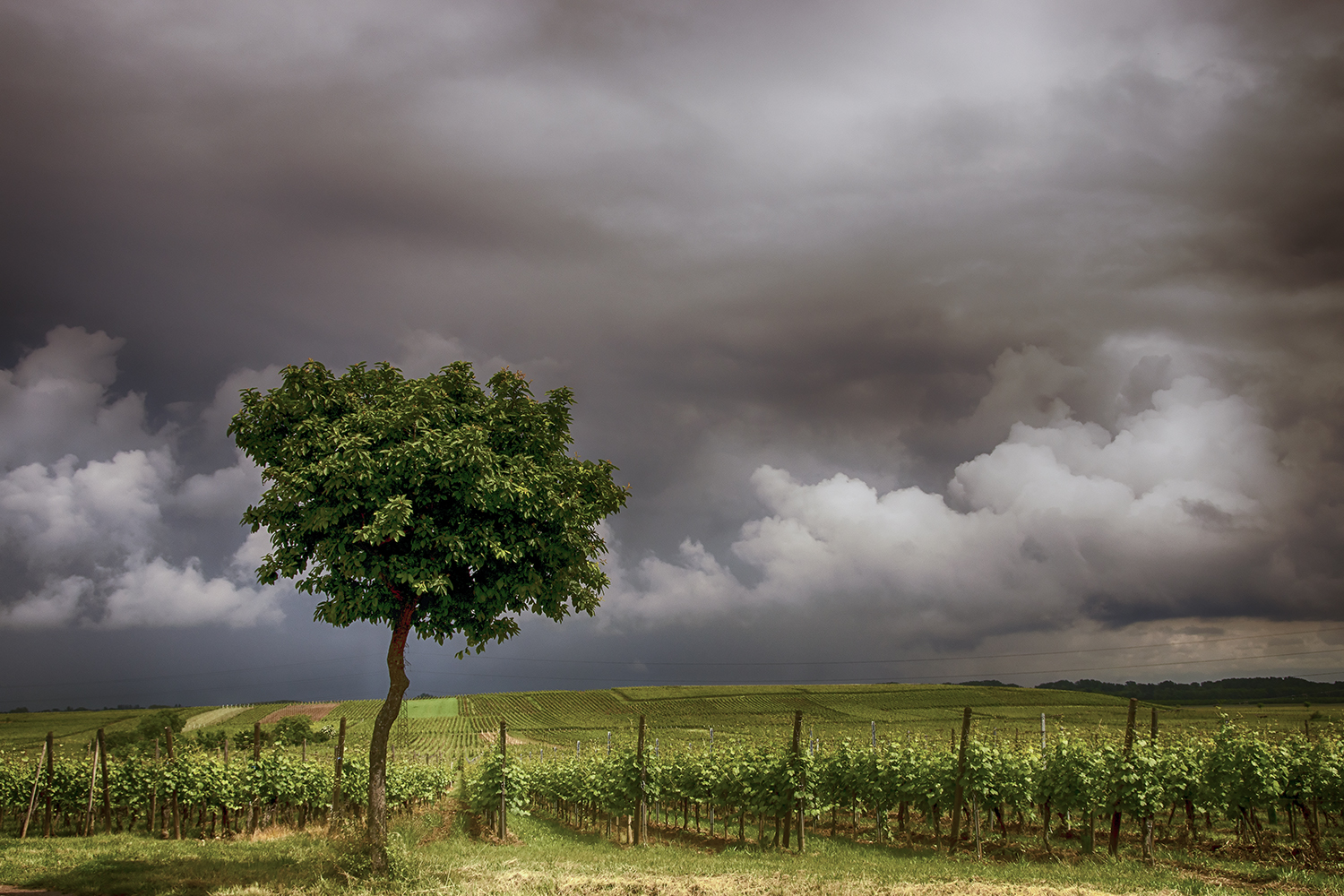 Taranis est dans les vignes !