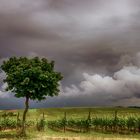 Taranis est dans les vignes !