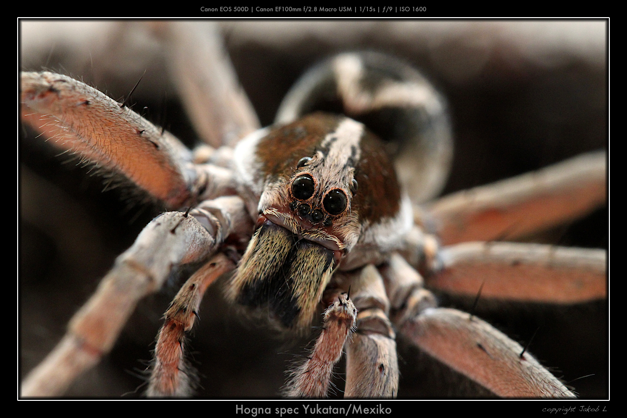 Tarantel Foto & Bild tiere, haustiere, terraristik Bilder auf