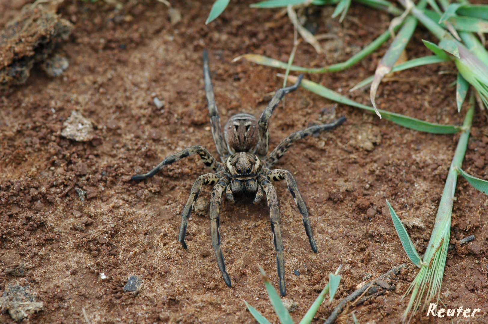 Tarantel (Lycosa tarantula) Foto & Bild tiere, wildlife, spinnen Bilder auf