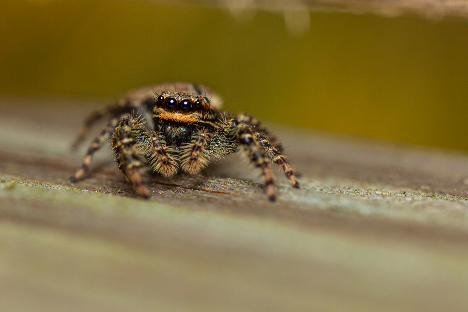 Tarantula