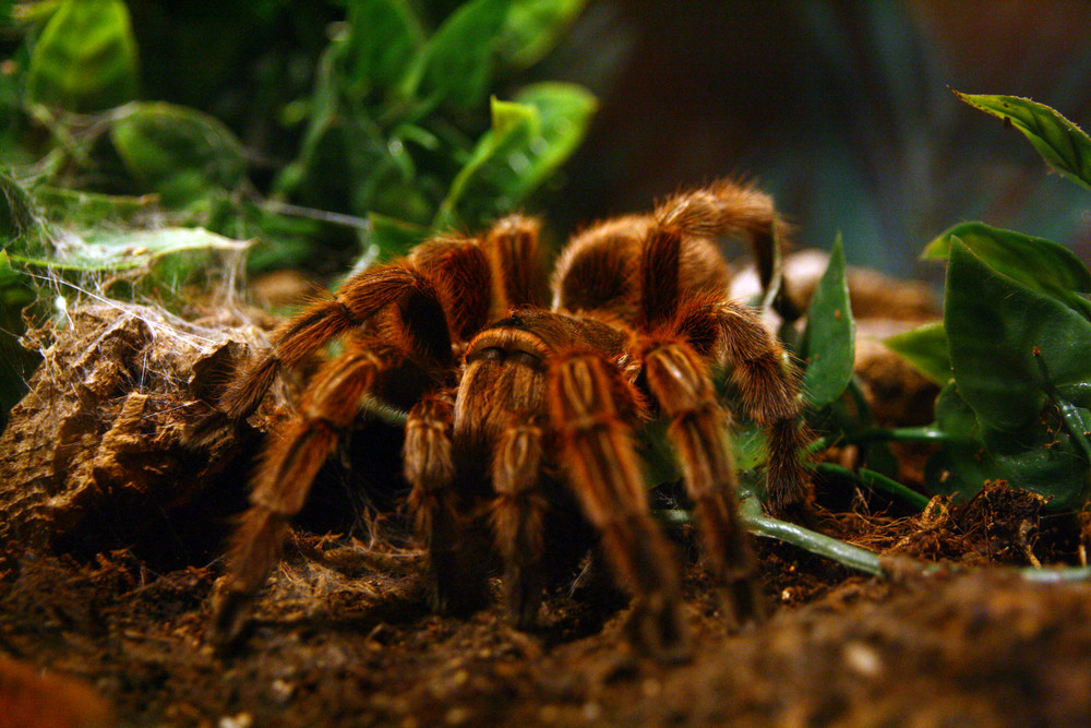 Tarantula