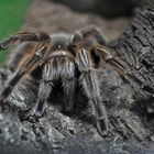 Tarantula