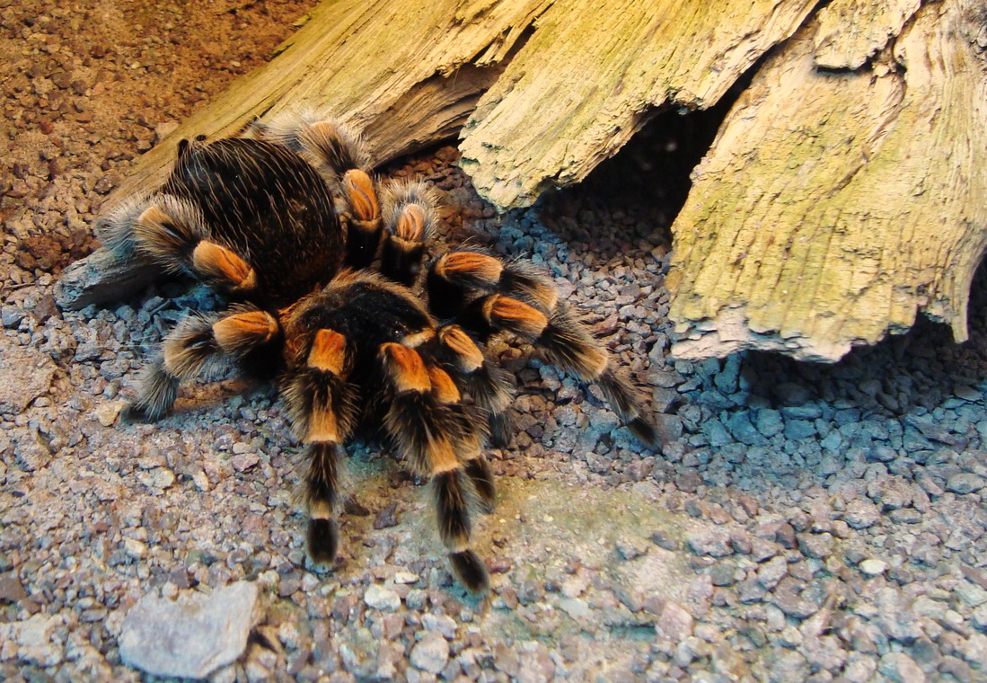 tarantula