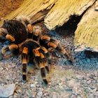 tarantula