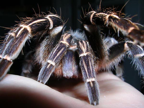 Tarantula