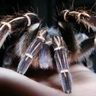 Tarantula