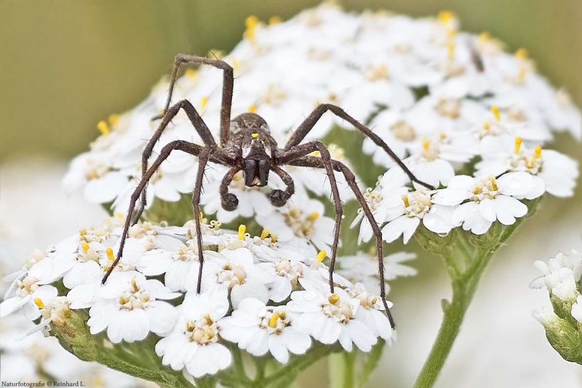 Tarantula 