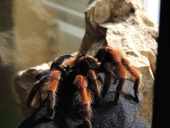 Tarantula