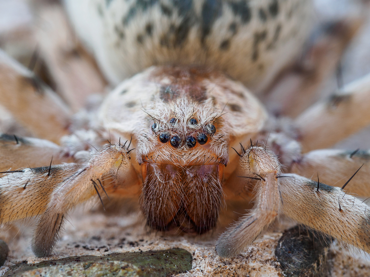 Tarantula