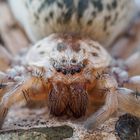 Tarantula