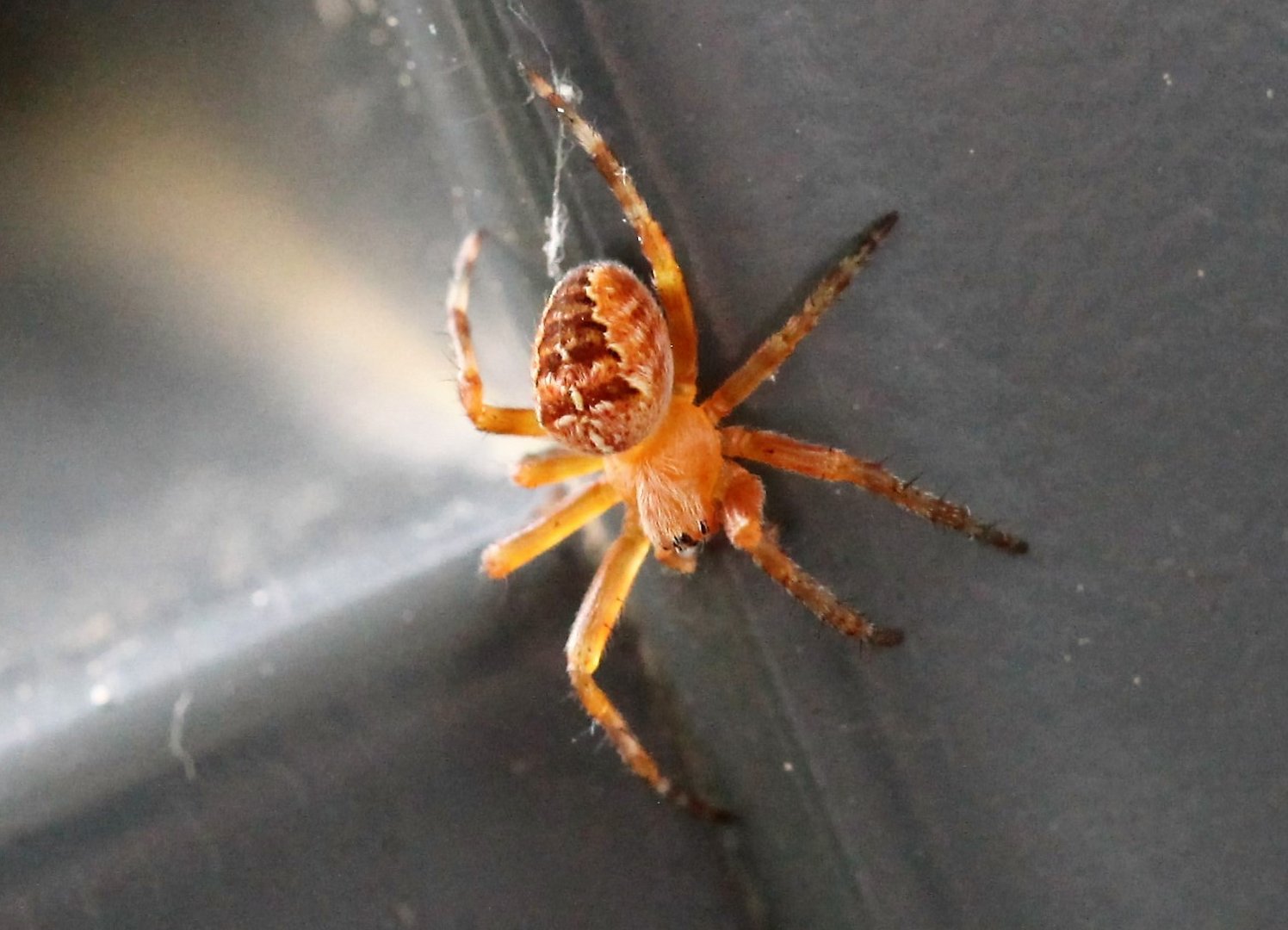 Tarantula alias Araneus diadematus