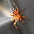 Tarantula alias Araneus diadematus