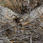 Tarantula Aphonopelma spp