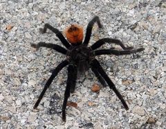 Tarantula