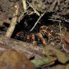 Tarantula en Monteverde