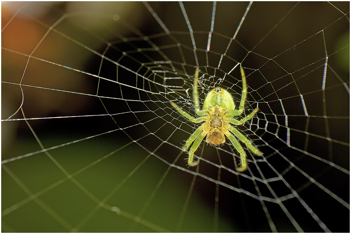 Tarantula