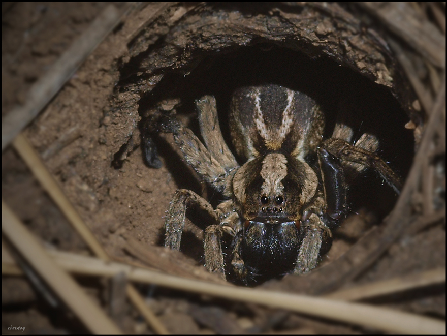 ~ Tarantula ... gaaanz naaah