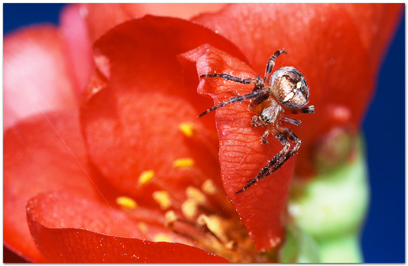 Tarantula III Foto & Bild tiere, wildlife, spinnen Bilder auf