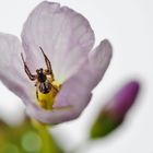 "Tarantula" im Wiesenschaumkraut