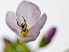 "Tarantula" im Wiesenschaumkraut