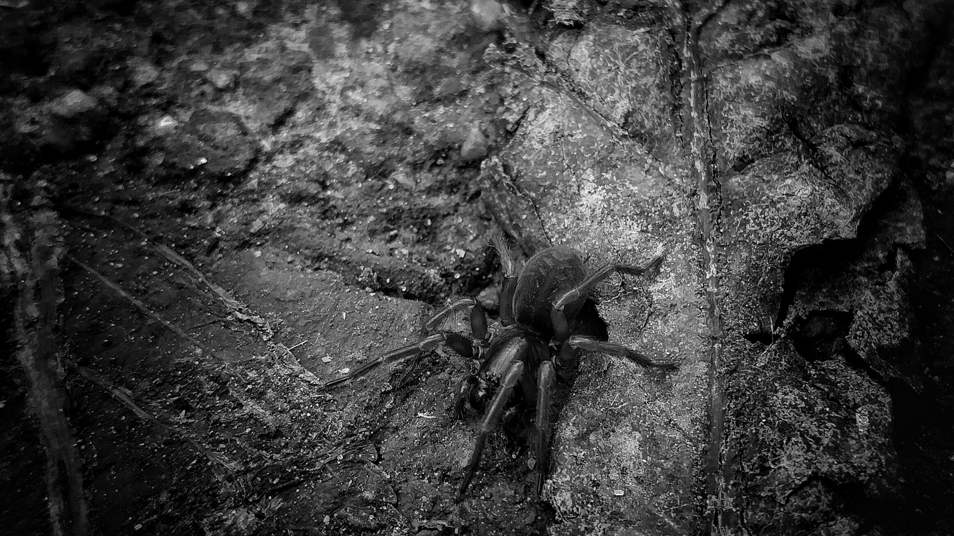 Tarantula in schwarz-weiß