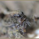 Tarantula Macro