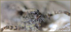 Tarantula Macro