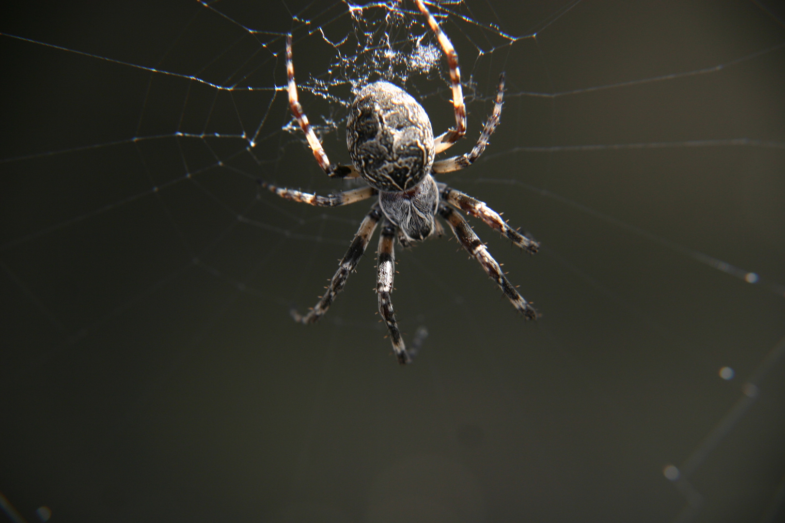 tarantula maxima omnipotens omnipraesens