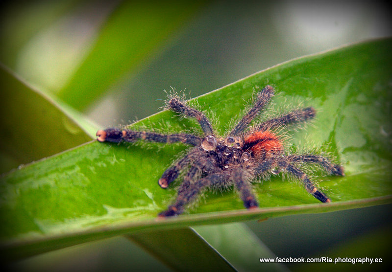 Tarántula San Jorge (bebé)