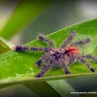 Tarántula San Jorge (bebé)