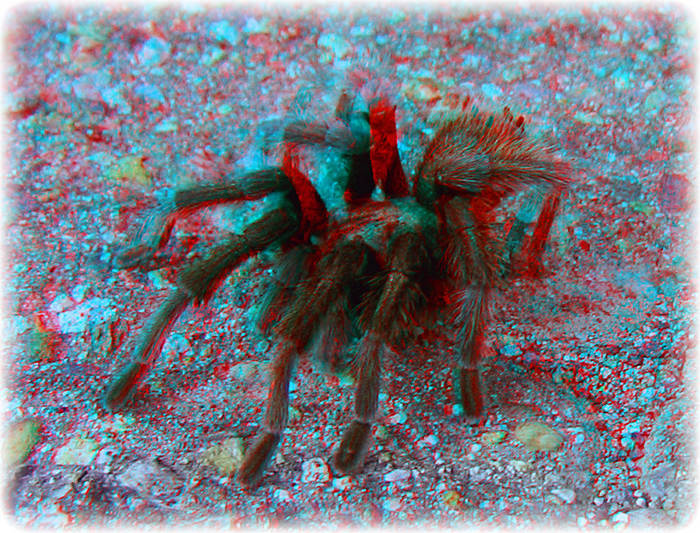 Tarantula spider